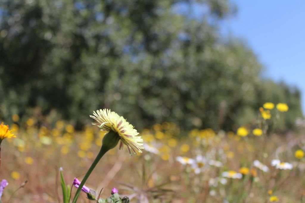 Azienda agricola amica della biodiversit