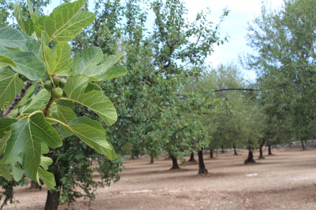 Azienda agricola amica della biodiversit