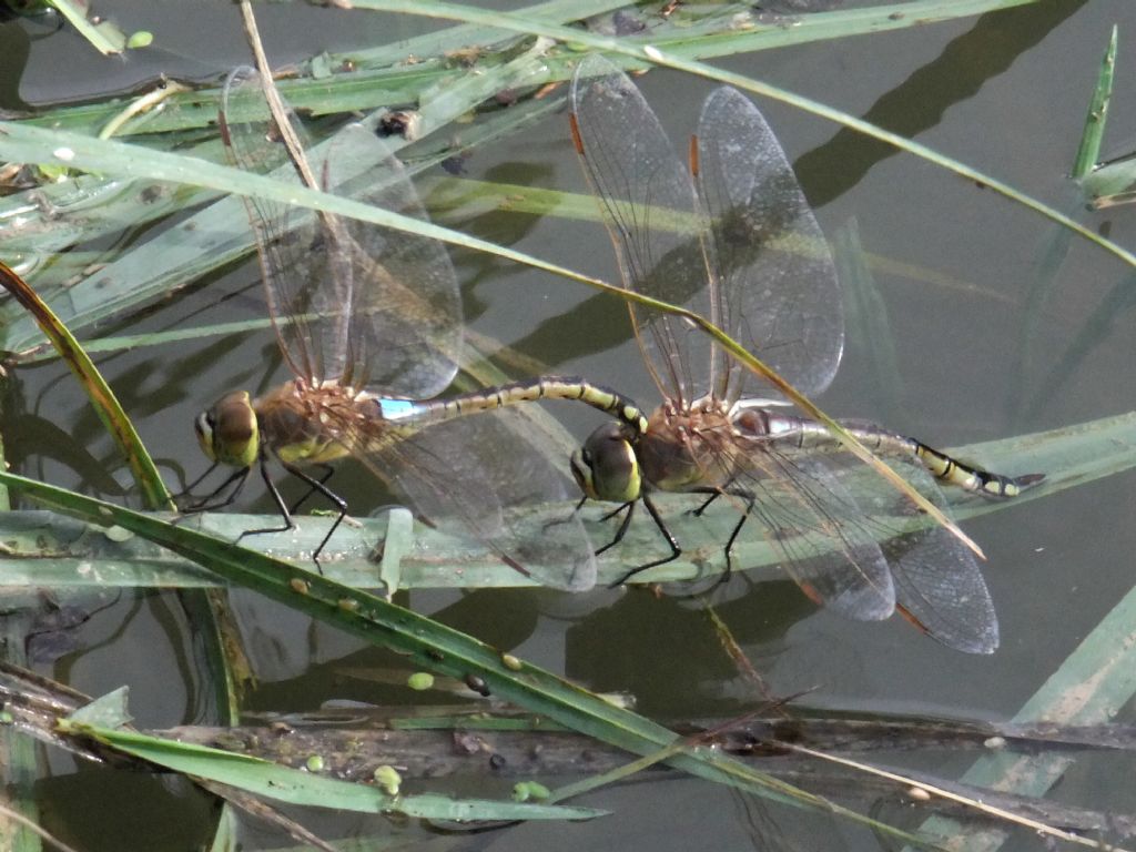 Anax (Hemianax) ephippiger