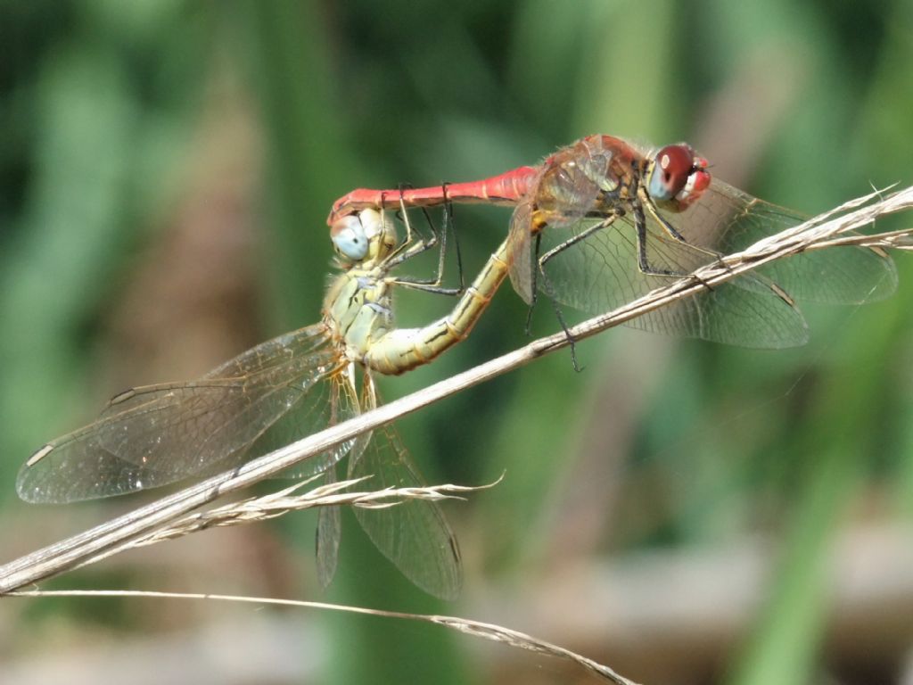 Sympetrum fonscolombii in copula