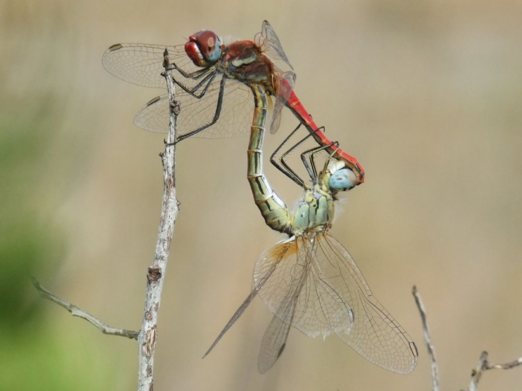 Sympetrum fonscolombii in copula