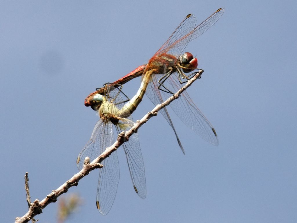 Sympetrum fonscolombii in copula