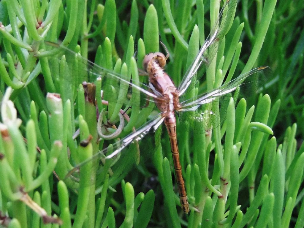Orthetrum chrysostigma - cosa pensano gli esperti?