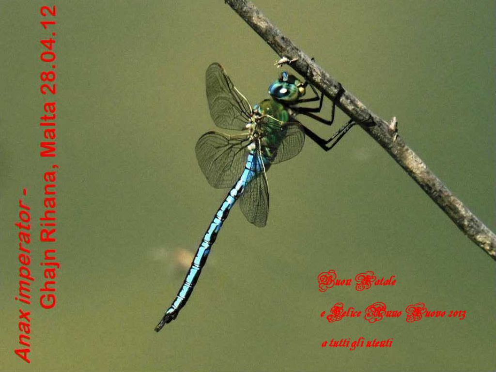 Anax imperator ssp arctica - Auguri !!!!!
