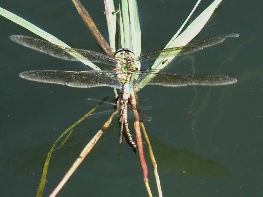 Anax imperator e Coenagrion puella