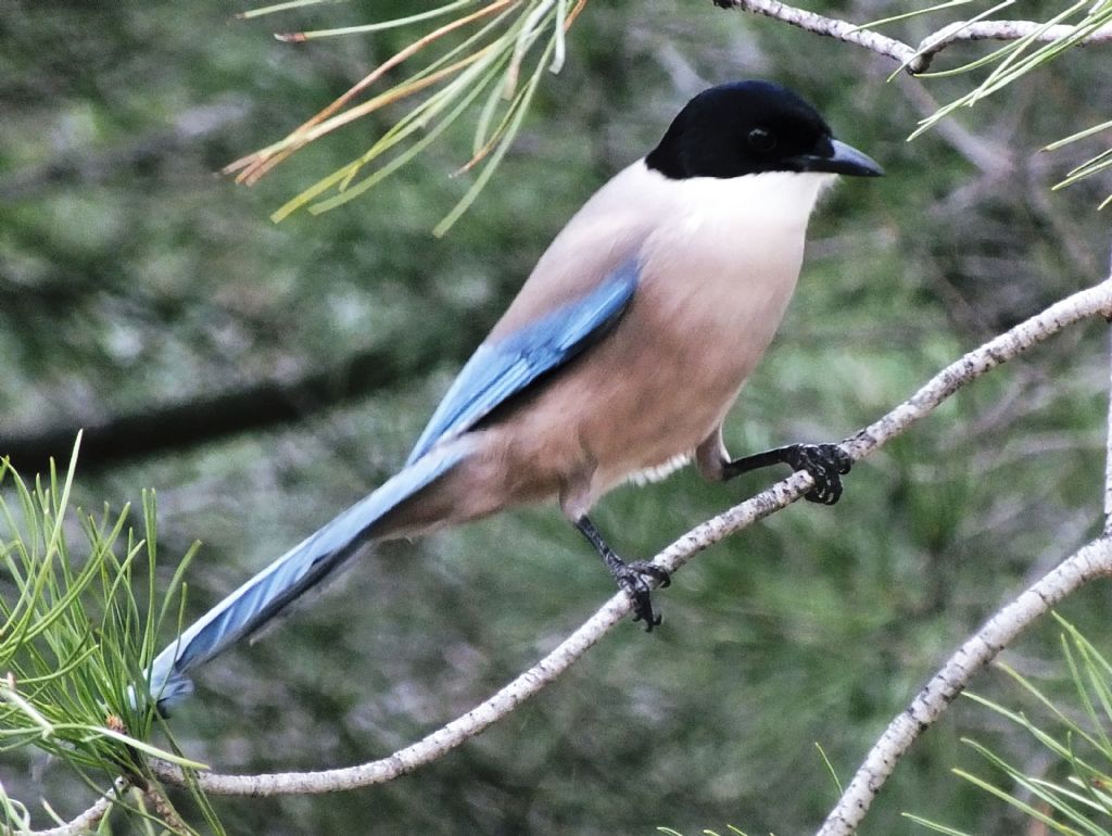 Cyanopica cyanus - Gyps fulvus - Aegypius monachus - Otis tarda