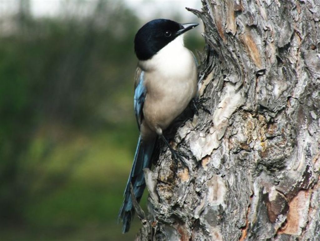 Cyanopica cyanus - Gyps fulvus - Aegypius monachus - Otis tarda