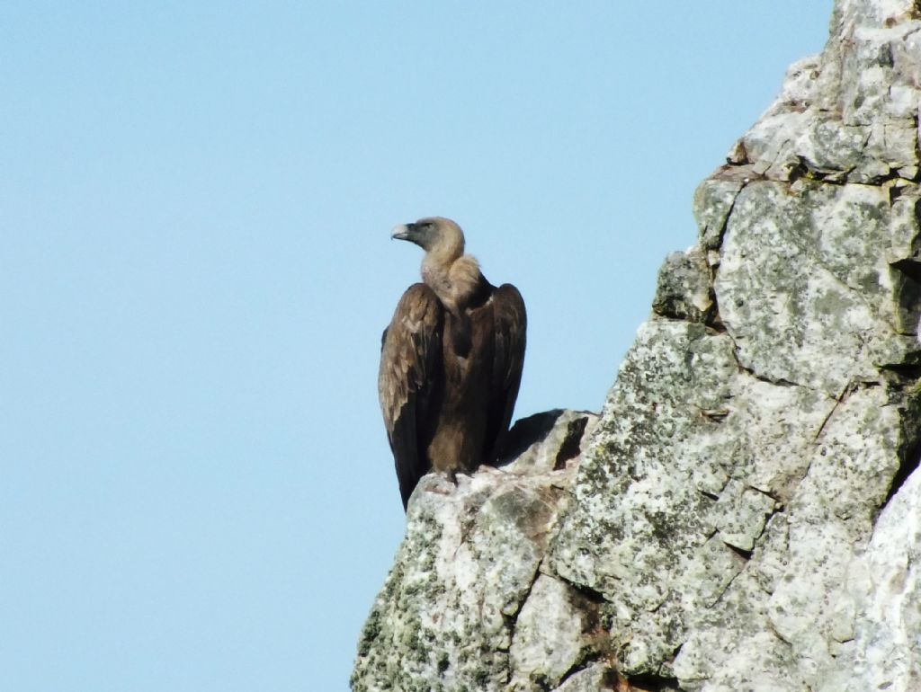 Cyanopica cyanus - Gyps fulvus - Aegypius monachus - Otis tarda