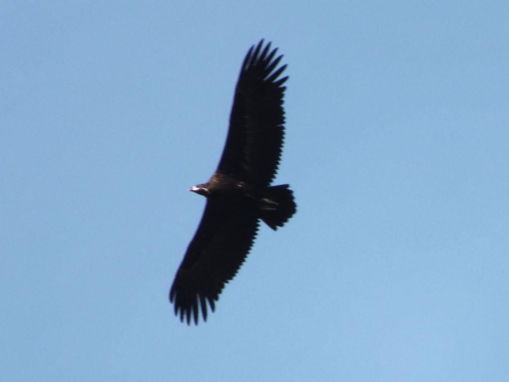 Cyanopica cyanus - Gyps fulvus - Aegypius monachus - Otis tarda