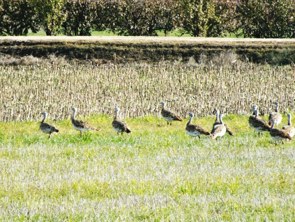 Cyanopica cyanus - Gyps fulvus - Aegypius monachus - Otis tarda