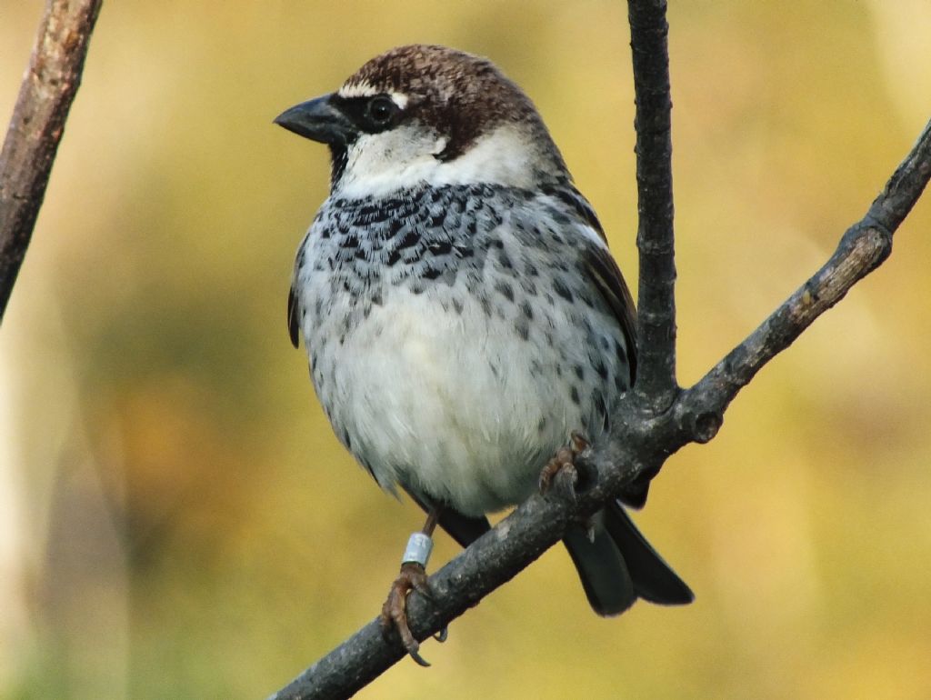 Passer hispaniolensis