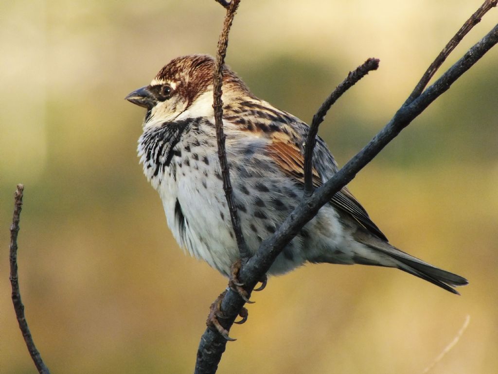 Passer hispaniolensis