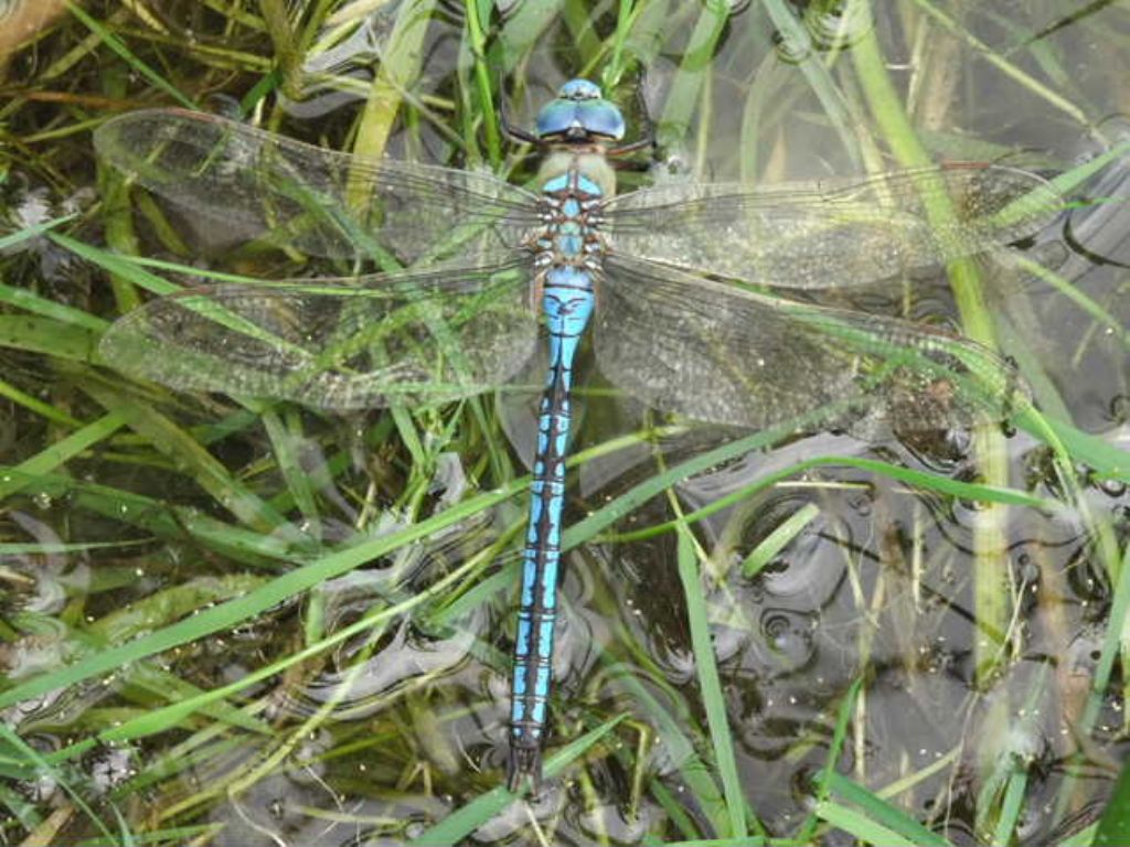 Un attenato di cannibalismo fra due Anax  imperator?