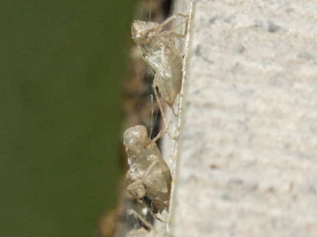 Exuviae di Trithemis annulata