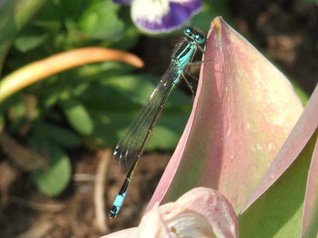 Libellula da identificare