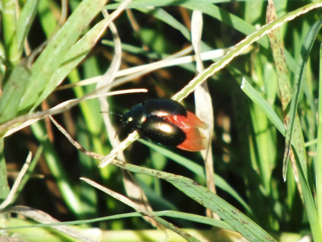 Piccolo coleottero(?} da ID: fam. Chrysomelidae