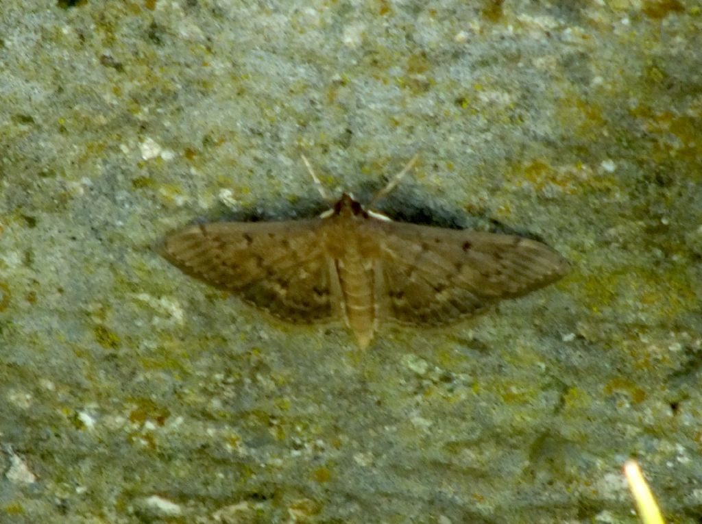 Falena da ID - 1