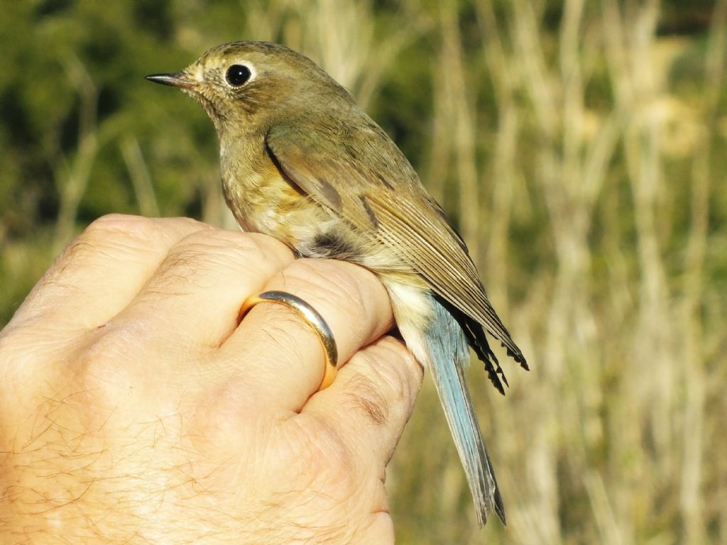 Tarsiger cyanurus a Malta