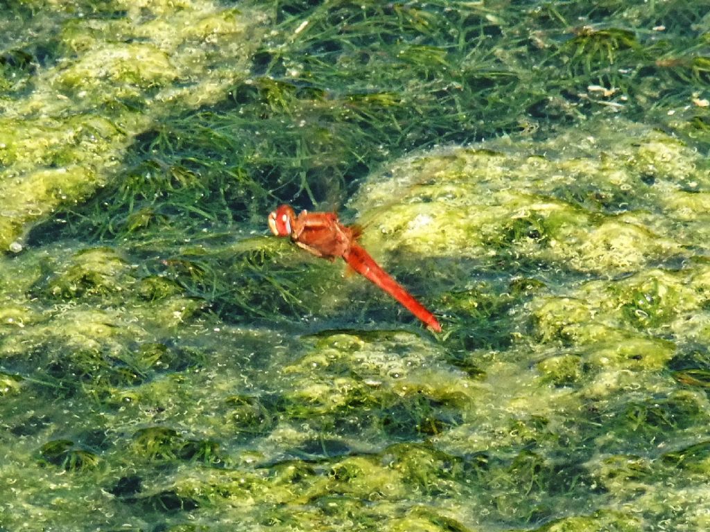 Parliamo di: Scheda Crocothemis erythraea