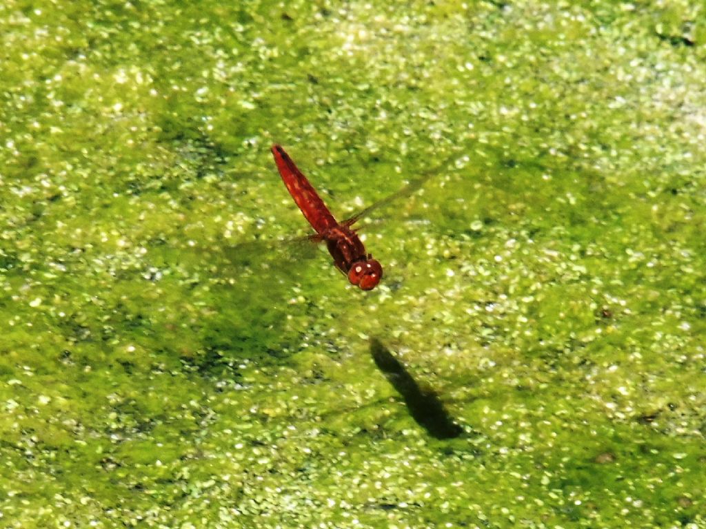 Parliamo di: Scheda Crocothemis erythraea