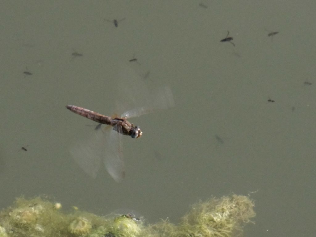 Parliamo di: Scheda Crocothemis erythraea