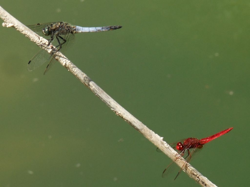 Parliamo di: Scheda Crocothemis erythraea