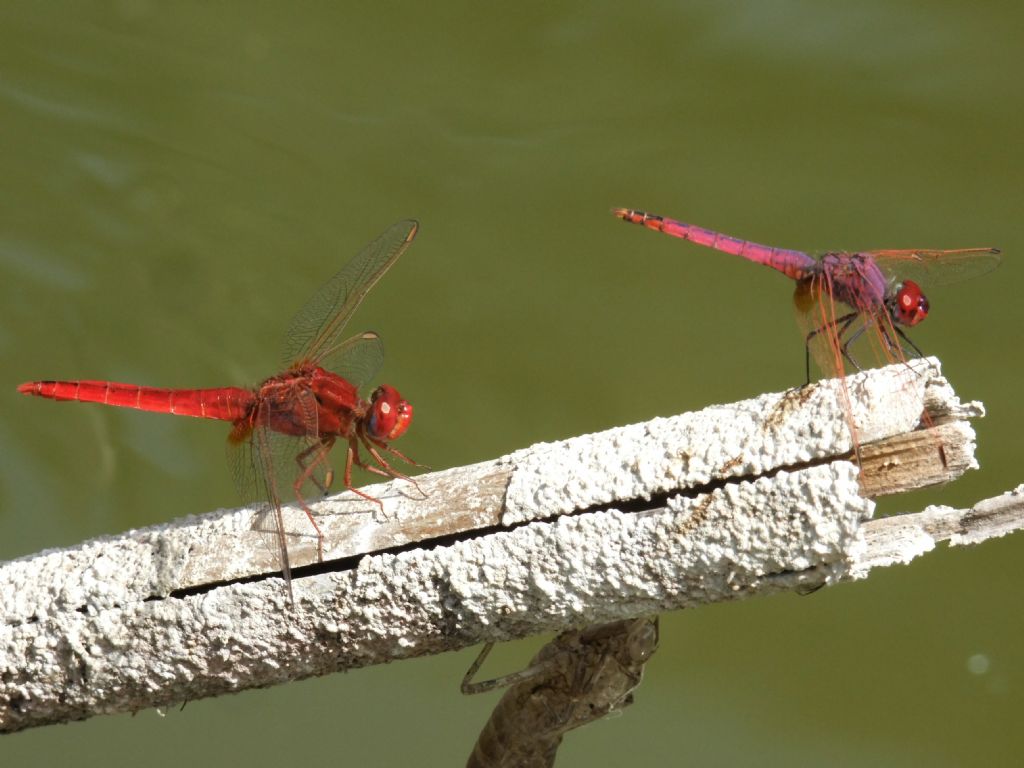 Parliamo di: Scheda Crocothemis erythraea