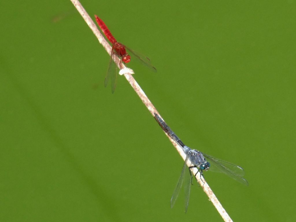 Parliamo di: Scheda Crocothemis erythraea