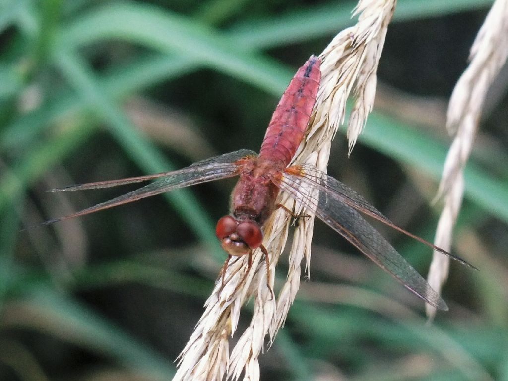 Parliamo di: Scheda Crocothemis erythraea