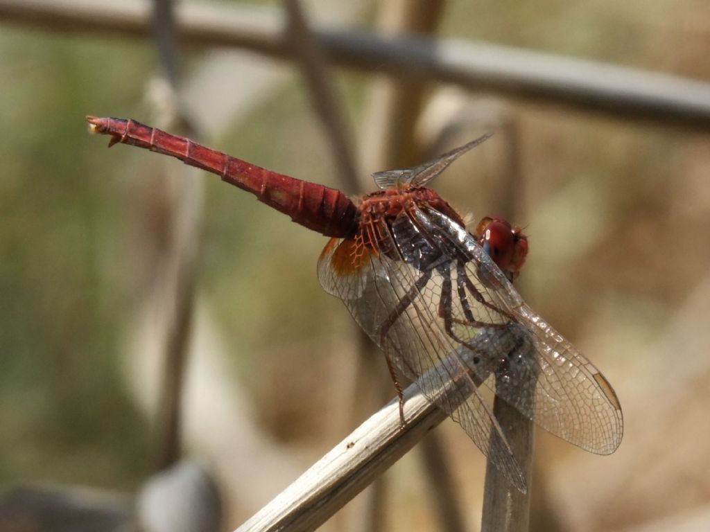 Parliamo di: Scheda Crocothemis erythraea