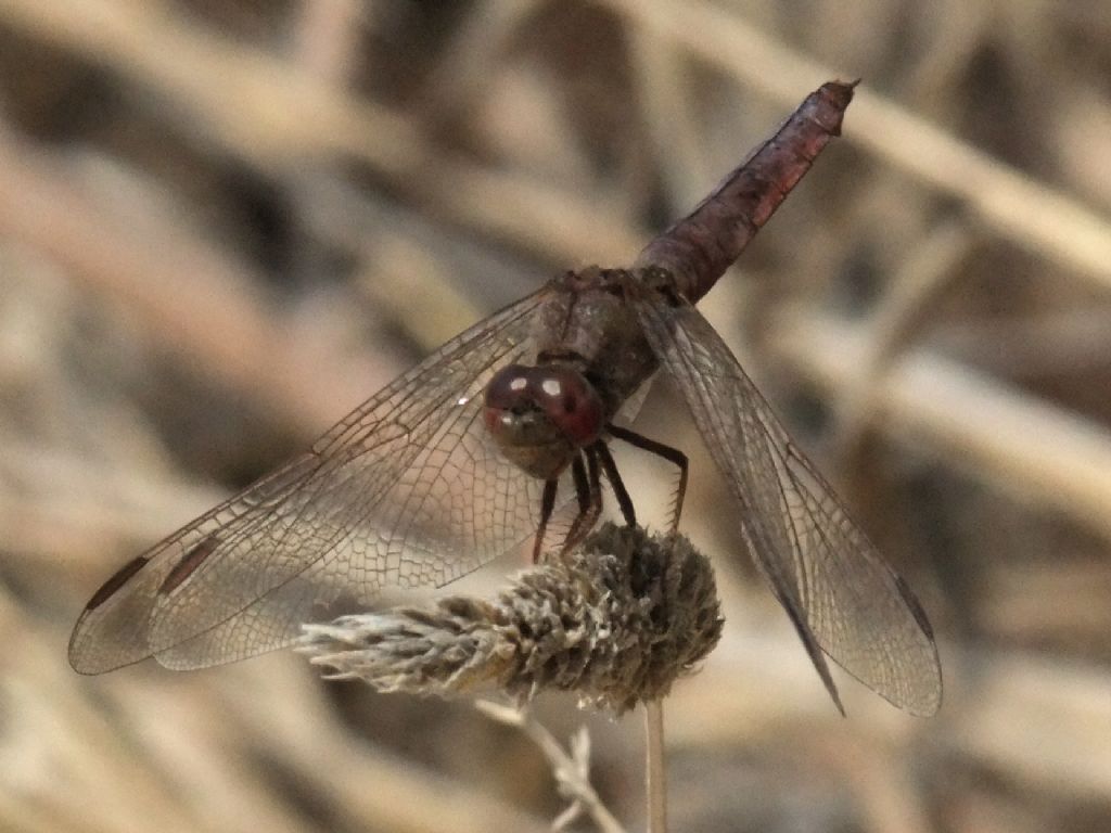 Parliamo di: Scheda Crocothemis erythraea