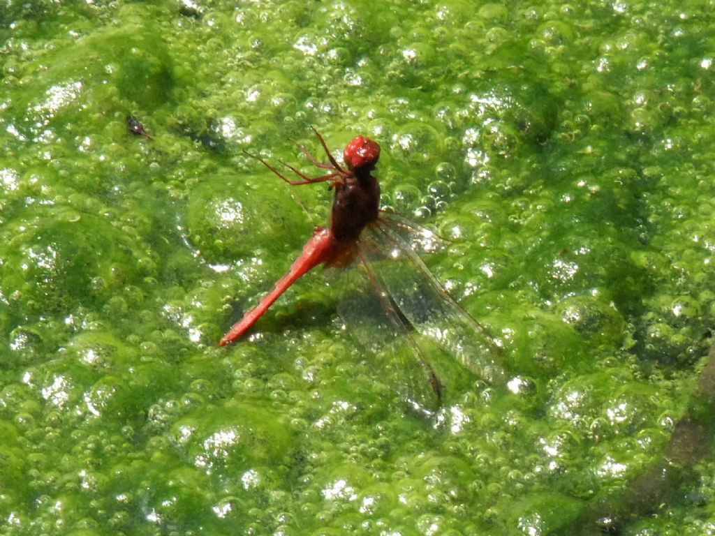 Parliamo di: Scheda Crocothemis erythraea