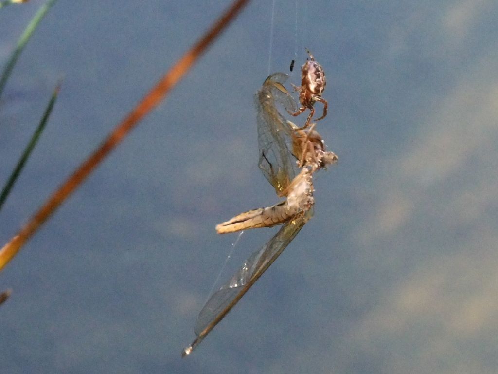 Parliamo di: Scheda Crocothemis erythraea