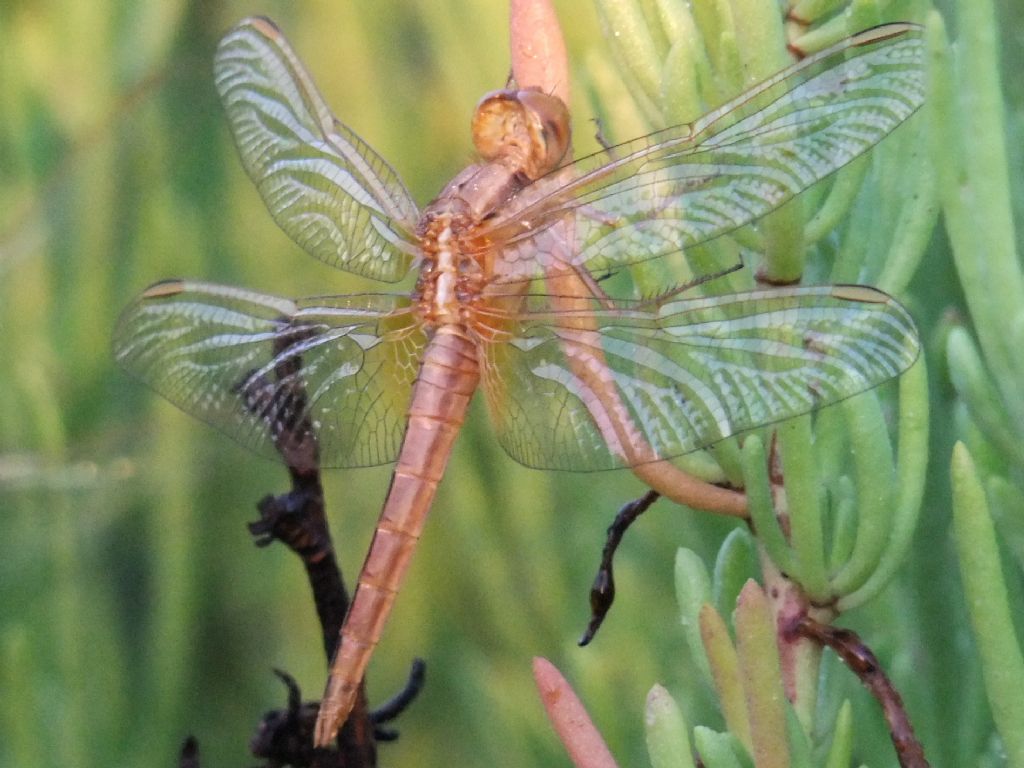 Parliamo di: Scheda Crocothemis erythraea