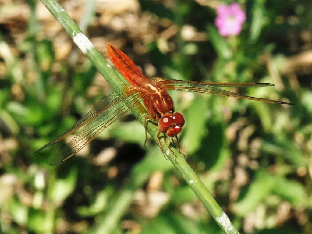 Parliamo di: Scheda Crocothemis erythraea