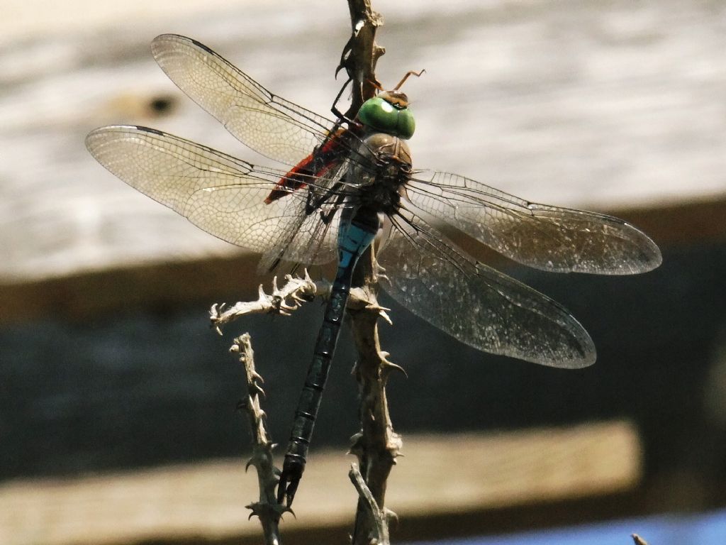 Parliamo di: Scheda Crocothemis erythraea