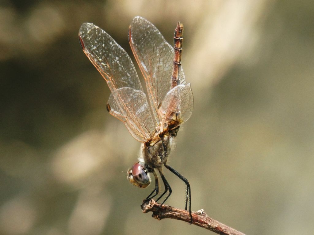 Trithemis annulata