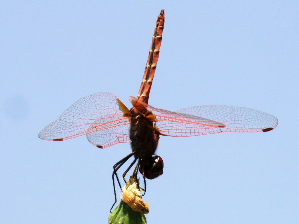Trithemis annulata