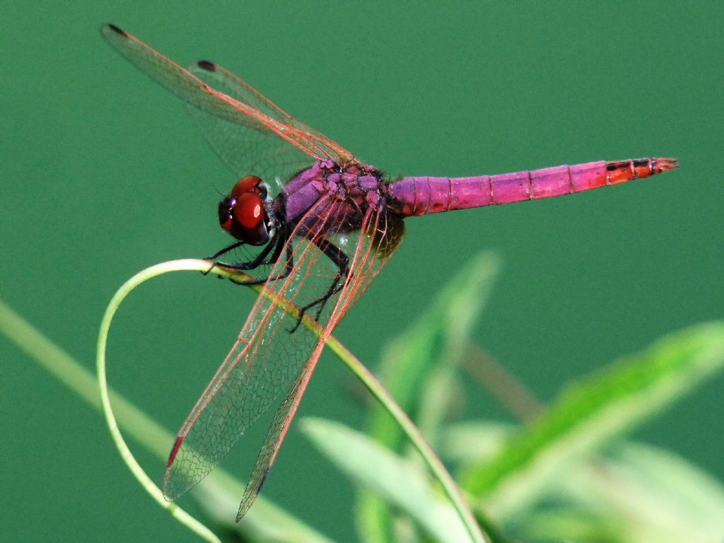 Trithemis annulata