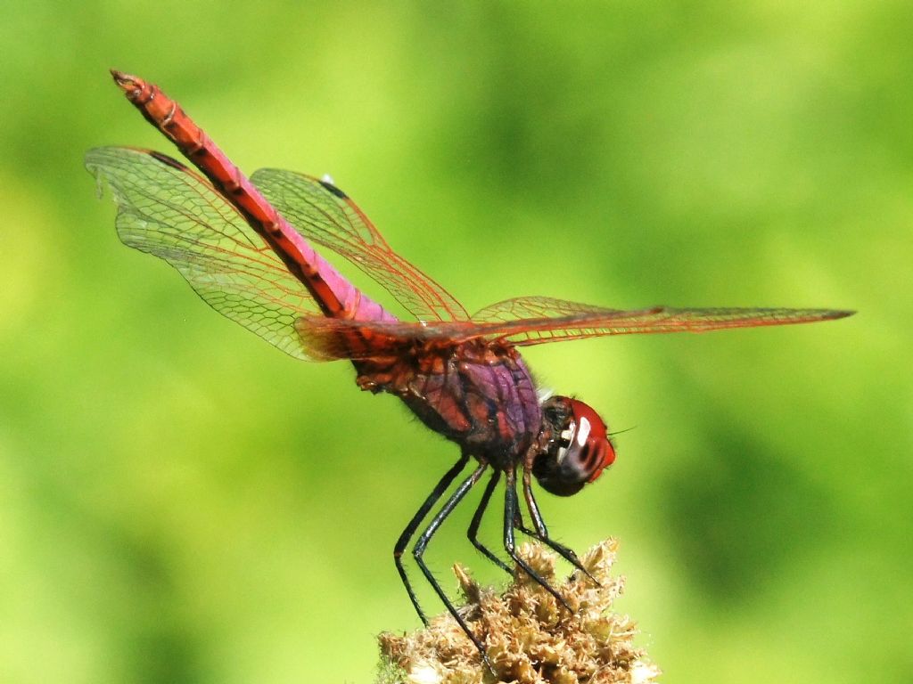 Trithemis annulata