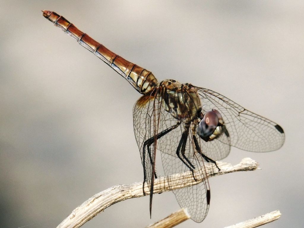 Trithemis annulata