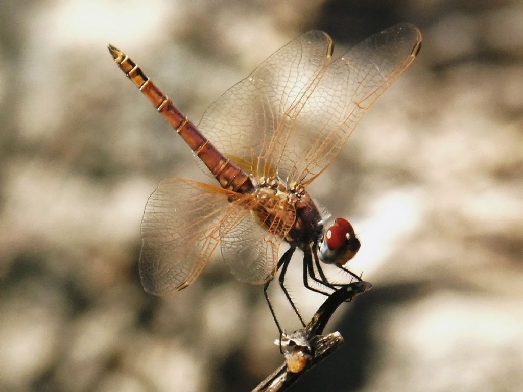 Trithemis annulata
