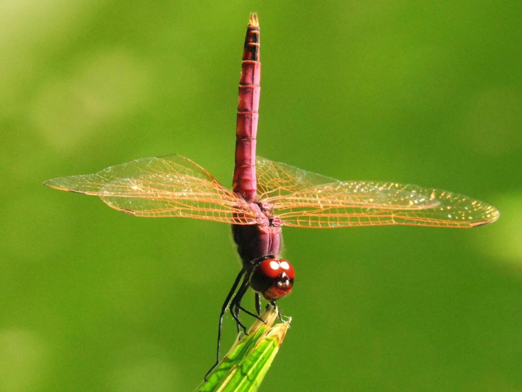 Trithemis annulata