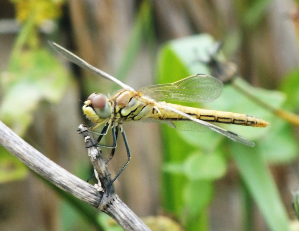 Ancora Sympetrum fonscolombii