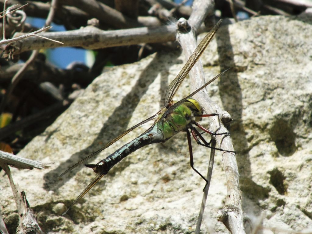 Anax imperator