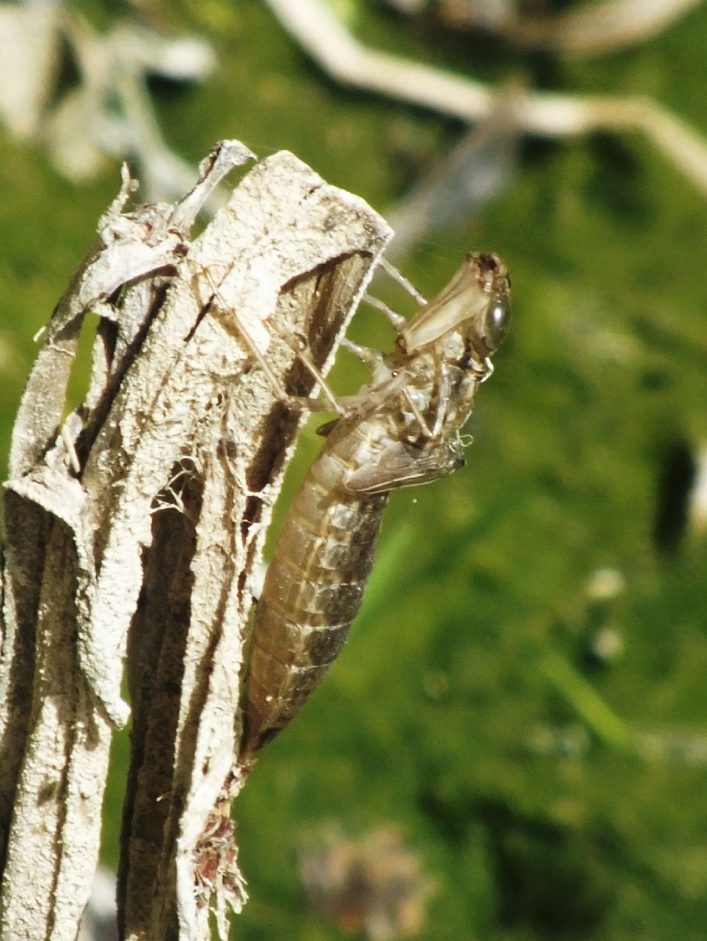 Exuviae di Anax sp.