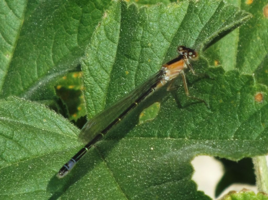 Ischnura genei