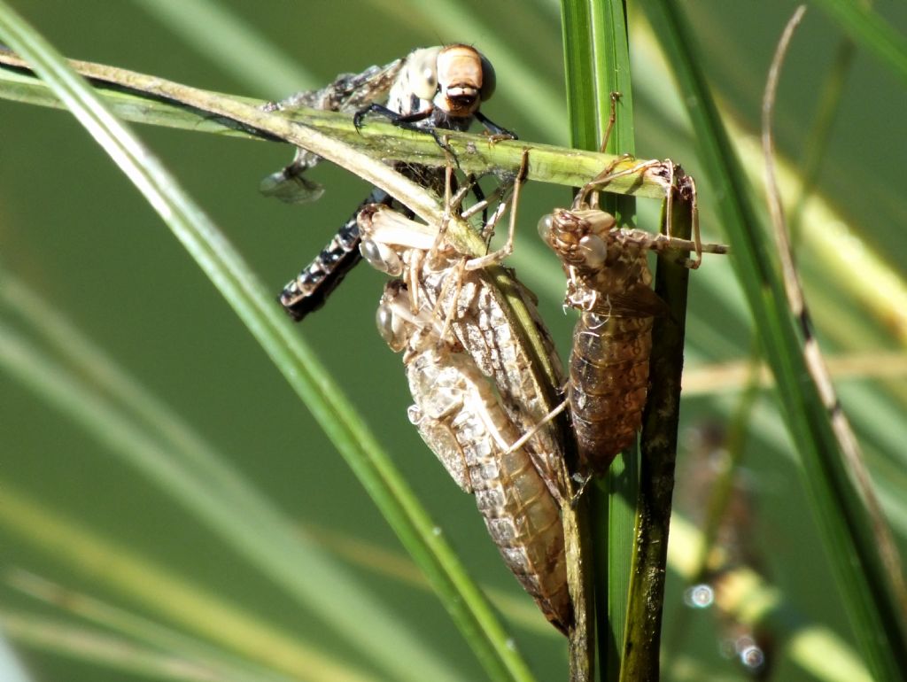 Anax  sp. che non c''e la fatta