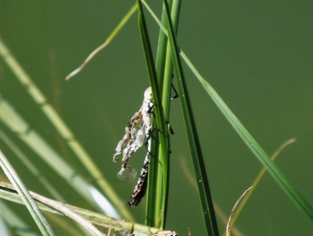Anax  sp. che non c''e la fatta