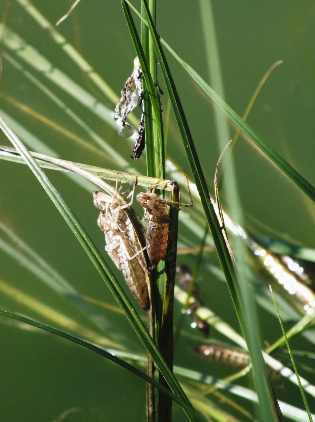 Anax  sp. che non c''e la fatta